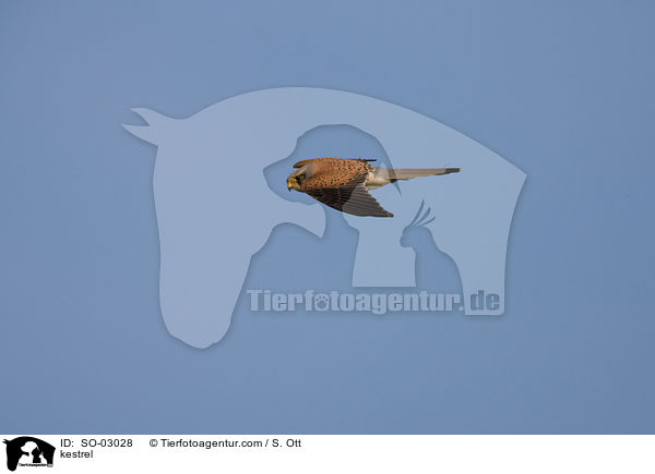 Turmfalke / kestrel / SO-03028