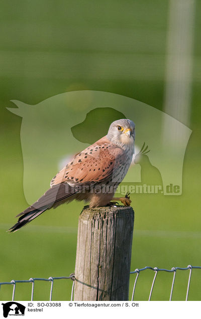 kestrel / SO-03088