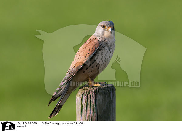 kestrel / SO-03090