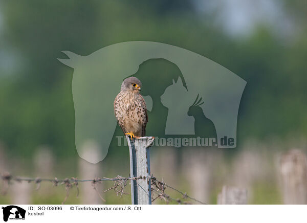 kestrel / SO-03096