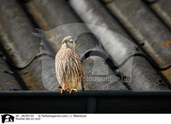 Kestrel sits on roof / JR-05130