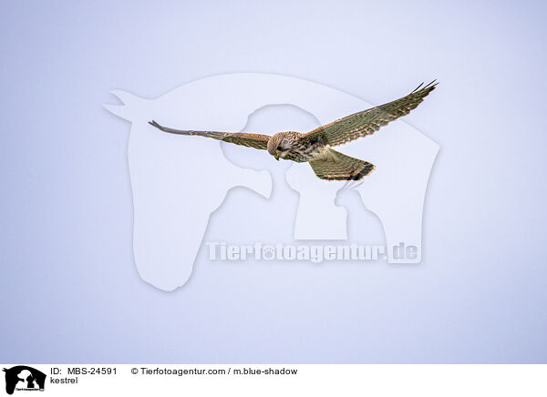 Turmfalke / kestrel / MBS-24591