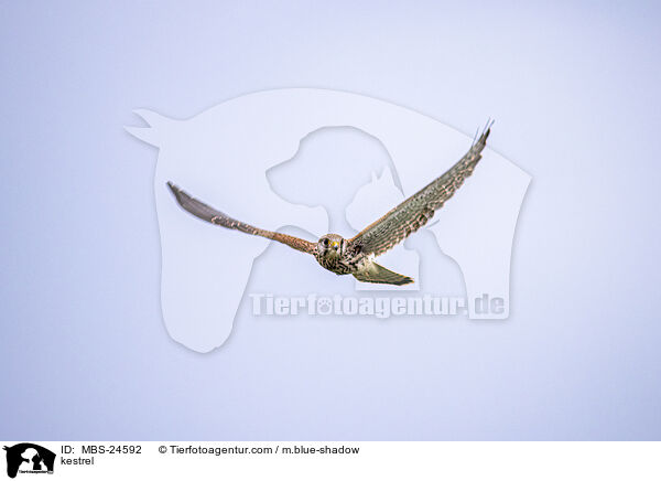 Turmfalke / kestrel / MBS-24592