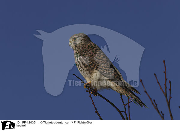 Turmfalke / kestrel / FF-12035