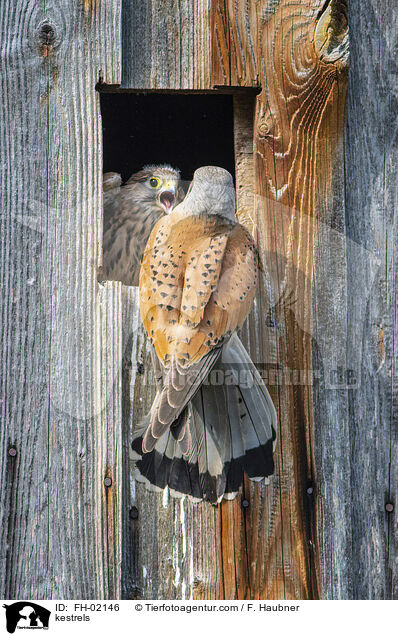 Turmfalken / kestrels / FH-02146