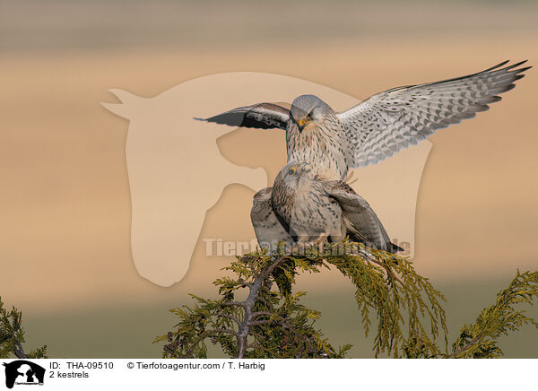 2 Turmfalken / 2 kestrels / THA-09510