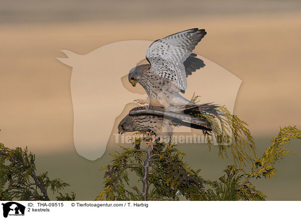 2 Turmfalken / 2 kestrels / THA-09515