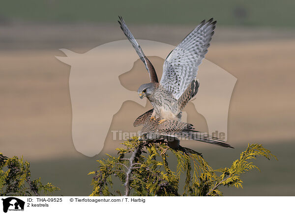 2 Turmfalken / 2 kestrels / THA-09525