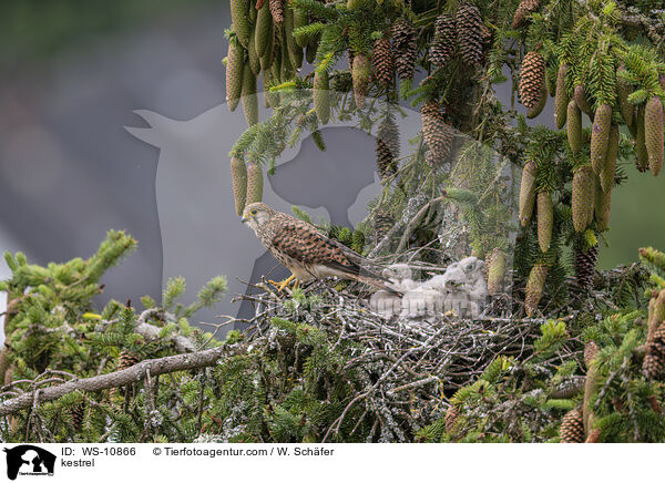 Turmfalke / kestrel / WS-10866