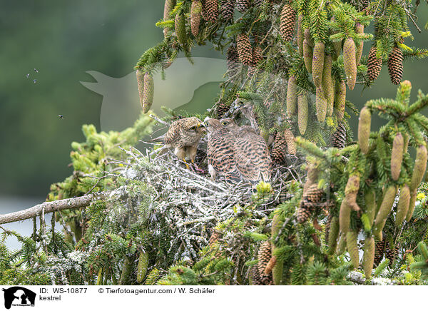 Turmfalke / kestrel / WS-10877