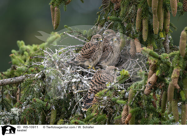 Turmfalke / kestrel / WS-10911