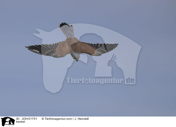 Turmfalke / kestrel / JOH-01751