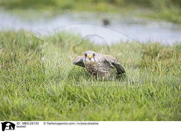 Turmfalke / kestrel / MBS-28130