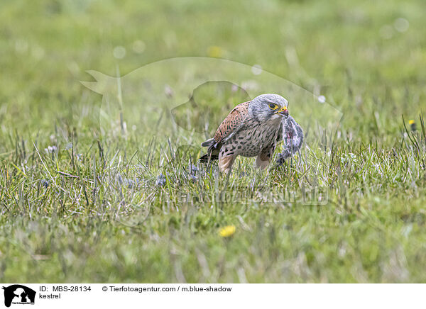 kestrel / MBS-28134