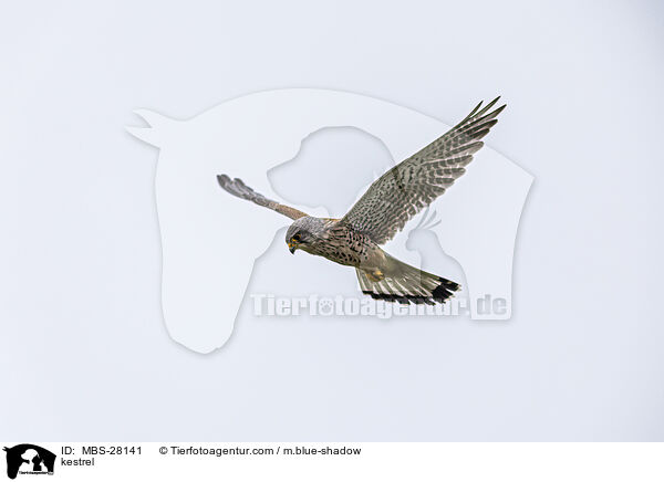 Turmfalke / kestrel / MBS-28141