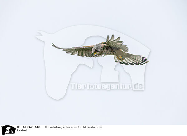 Turmfalke / kestrel / MBS-28148