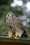 common kestrel