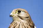 kestrel