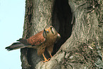 Common Kestrel