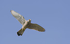 kestrel