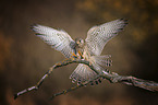 flying Kestrel