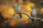 Kestrels