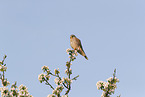 kestrel