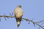 kestrel