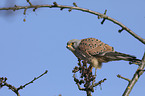 kestrel