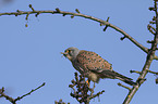 kestrel