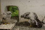 kestrels