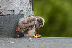 young kestrel