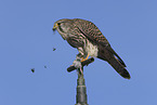 kestrel with mouse