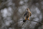 kestrel