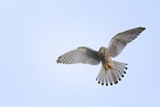 kestrel