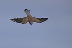 kestrel