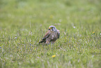 kestrel