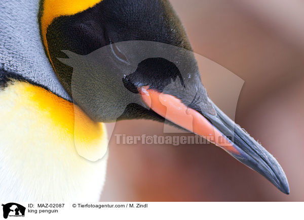 king penguin / MAZ-02087