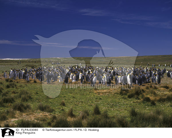 Knigspinguine / King Penguins / FLPA-03080