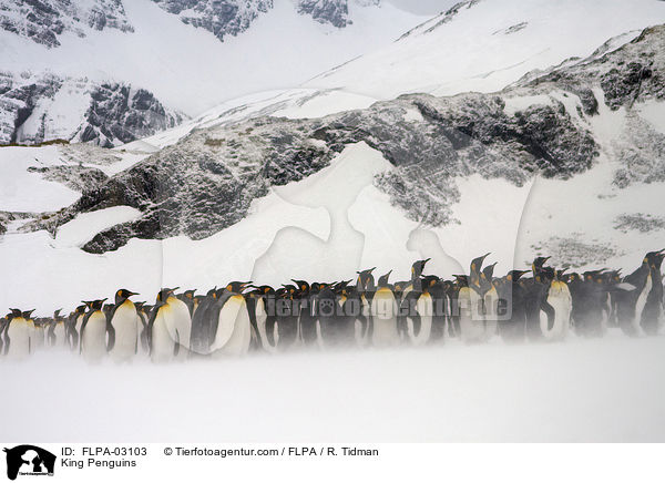 Knigspinguine / King Penguins / FLPA-03103