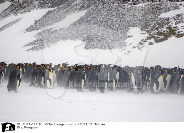 Knigspinguine / King Penguins / FLPA-03119