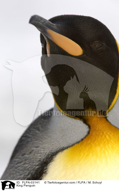 Knigspinguin / King Penguin / FLPA-03141