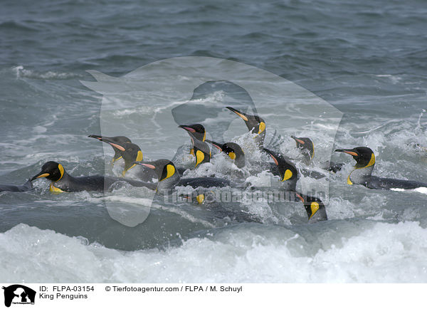 King Penguins / FLPA-03154