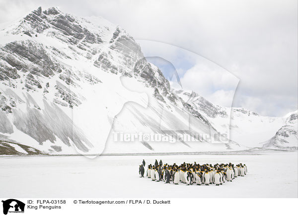 Knigspinguine / King Penguins / FLPA-03158