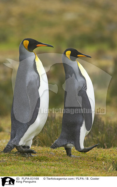 Knigspinguine / King Penguins / FLPA-03168