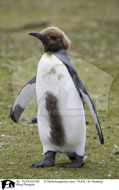 King Penguin / FLPA-03180