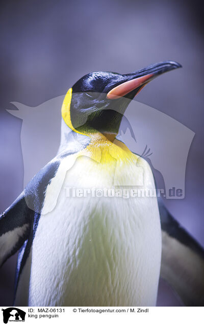 Knigspinguin / king penguin / MAZ-06131