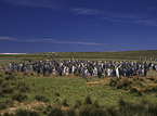 King Penguins