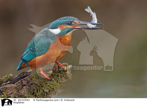 kingfisher / DV-01643