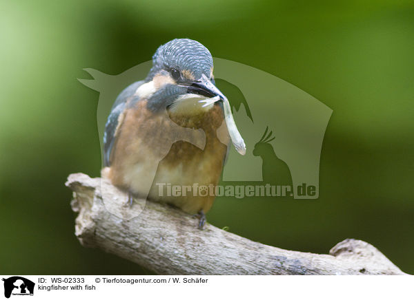 kingfisher with fish / WS-02333